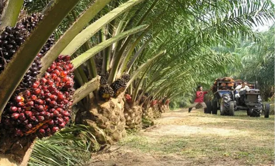 Warganet Soroti Aktivisme Lingkungan dan Jejak Bisnis Virdian