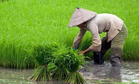 Di Tengah Tekanan Global, Swasembada Pangan Harus Dipercepat