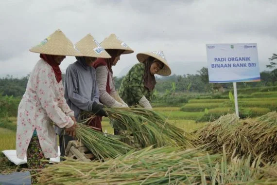 Pemerintah Jadikan Tekanan Global Momentum Swasembada Pangan